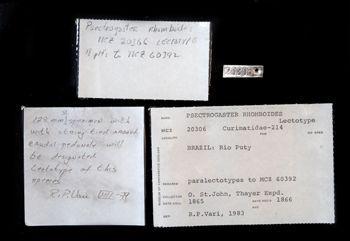 Media type: image;   Ichthyology 20306 Description: photograph;  Aspect: labels